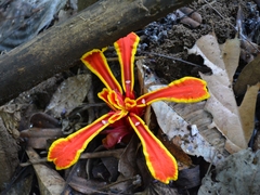 Etlingera megalocheilos