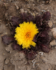 Hypochaeris sessiliflora