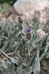 Centaurea fuscomarginata