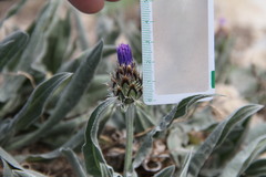 Centaurea fuscomarginata