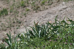 Eremurus spectabilis