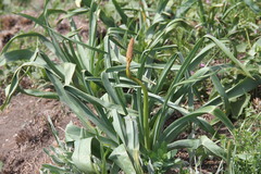 Eremurus spectabilis