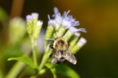 Bombus impatiens image