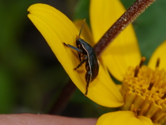 Apateticus marginiventris