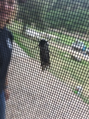 Hypercompe permaculata