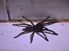 Selenocosmiinae