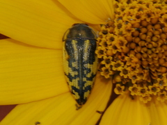Acmaeodera amplicollis