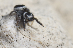 Pellenes geniculatus