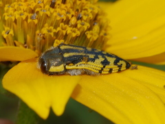 Acmaeodera amplicollis