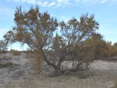 Haloxylon