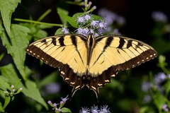 Papilio glaucus image