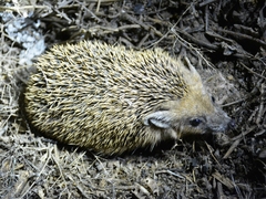 Hemiechinus auritus
