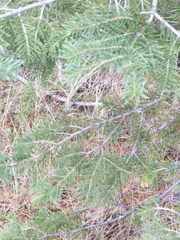 Pseudotsuga menziesii glauca