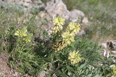 Pedicularis sibthorpii