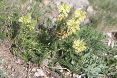 Pedicularis sibthorpii