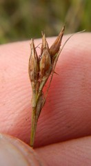 Rhynchospora capillacea