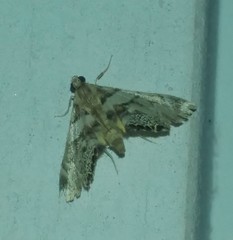 Neargyractis slossonalis