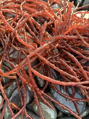 Sarcodiotheca