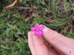 Dianthus deltoides