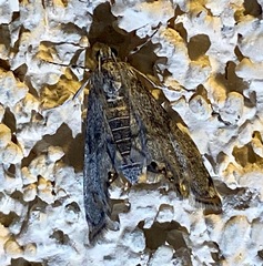 Petrophila schaefferalis