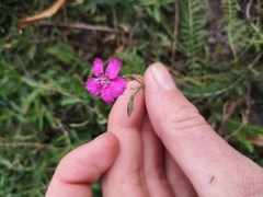 Dianthus deltoides