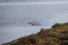 Podiceps nigricollis