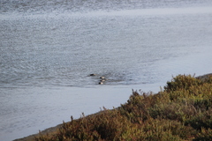 Podiceps nigricollis