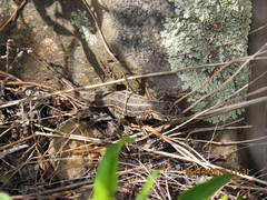 Sceloporus scalaris
