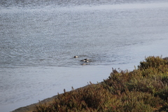 Podiceps nigricollis