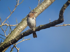 Turdus ruficollis