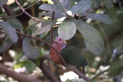 Ducula rufigaster