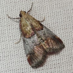 Cacozelia basiochrealis