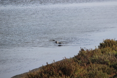 Podiceps nigricollis