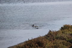 Podiceps nigricollis