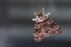 Lymantria mathura aurora