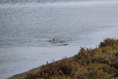 Podiceps nigricollis