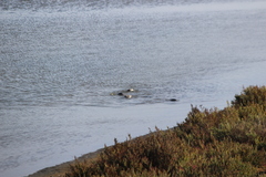 Podiceps nigricollis