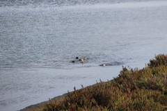 Podiceps nigricollis