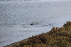 Podiceps nigricollis