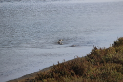 Podiceps nigricollis