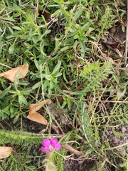 Dianthus deltoides