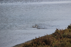 Podiceps nigricollis