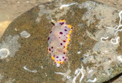 Goniobranchus bombayanus