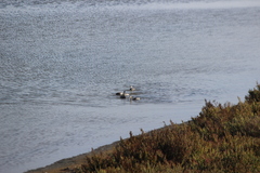 Podiceps nigricollis