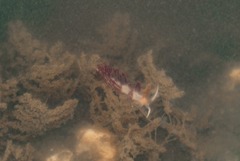 Cratena pawarshindeorum