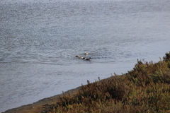 Podiceps nigricollis