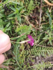 Dianthus deltoides