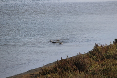 Podiceps nigricollis