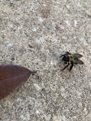 Xylocopa virginica image