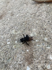 Xylocopa virginica image